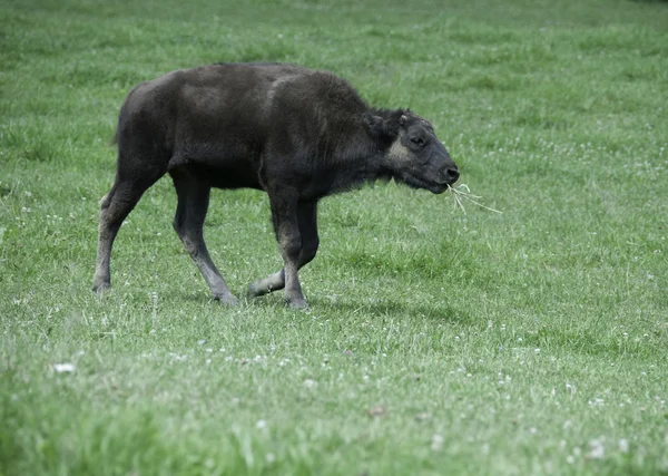 Junge Büffel kauen Gras — Stockfoto