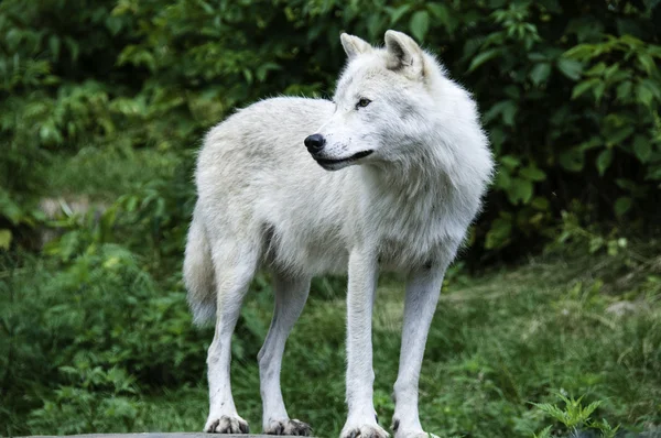 Artic λύκος — Φωτογραφία Αρχείου