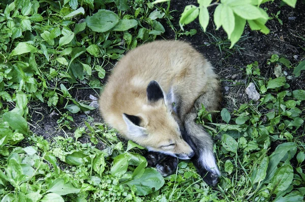 Slapende fox — Stockfoto