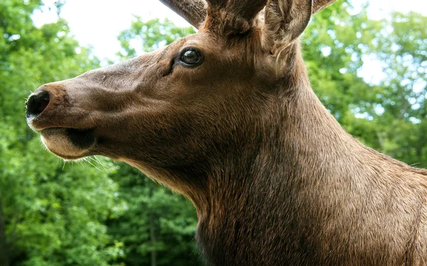 Head of a deer — Stock Photo, Image