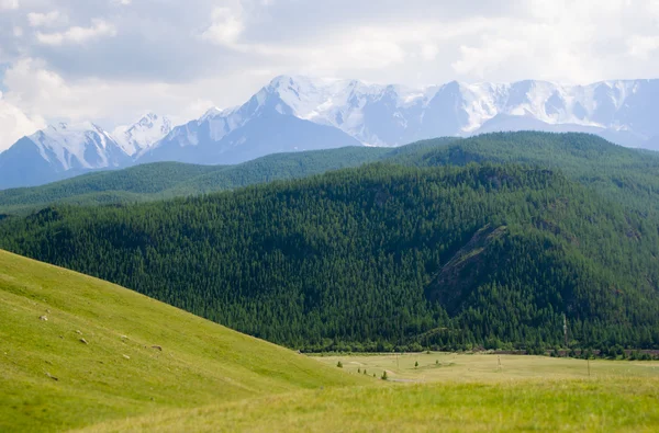 У подножия Алтайских гор — стоковое фото