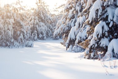 Çam ağaçlarının altında beyaz kar