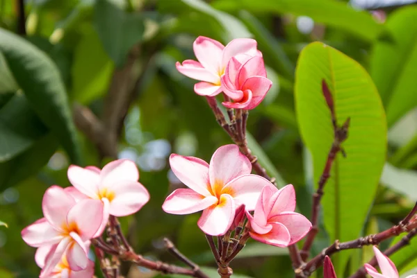 Rosa med gula center frangipani blomma närbild — Stockfoto