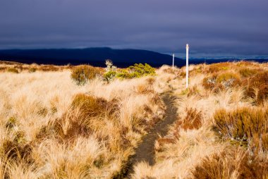 Yol yalak tongariro Ulusal Parkı çalıların
