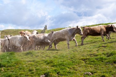 Bulutlu bir günde yeşil bir çayırda inekler