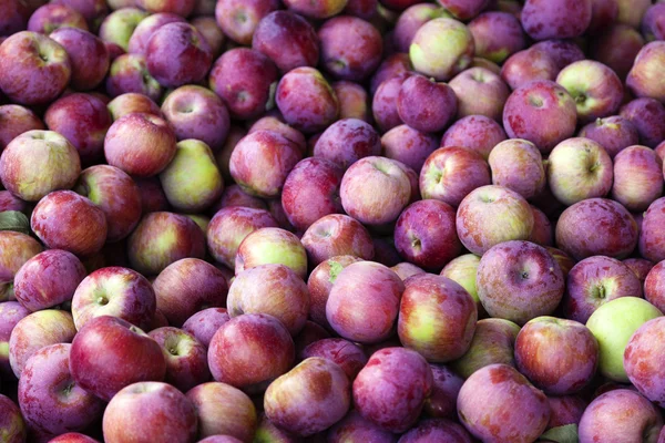 Bin of Red Apples After Fall Harvest — Stock Photo, Image