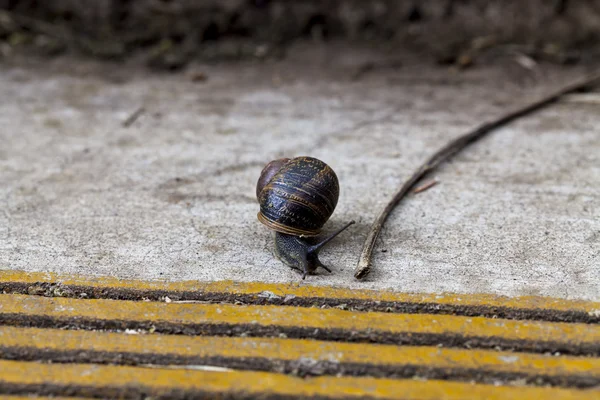 Common Snail Crawling Towards Concrete Step Edge — Stock Photo, Image