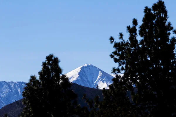 Distant Snow Covered Peak Through Pine Trees — Stock Photo, Image