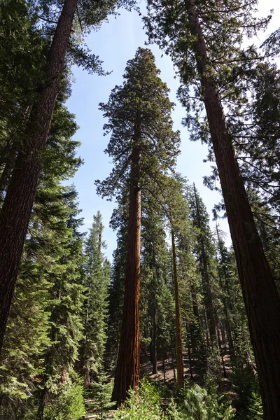 Redwood träd vidvinkel skott mot blå himmel Royaltyfria Stockfoton
