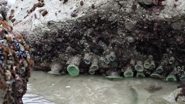 Πετρώματα με τα κύματα της θάλασσας ογκούμενος Pacifica Καλιφόρνια 1 — Αρχείο Βίντεο
