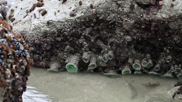 Stenar med havet vågor svalla Pacifica Kalifornien 2 — Stockvideo