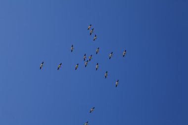 Mavi gökyüzünde uçan Pelikan sürüsü