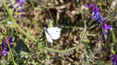 Lupine yeşil sapı üzerinde oturan beyaz güve