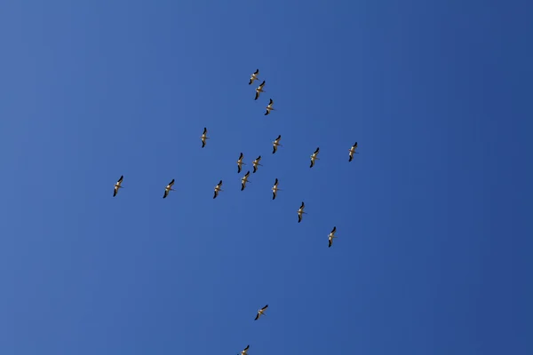 Troupeau de pélicans volant dans le ciel bleu — Photo