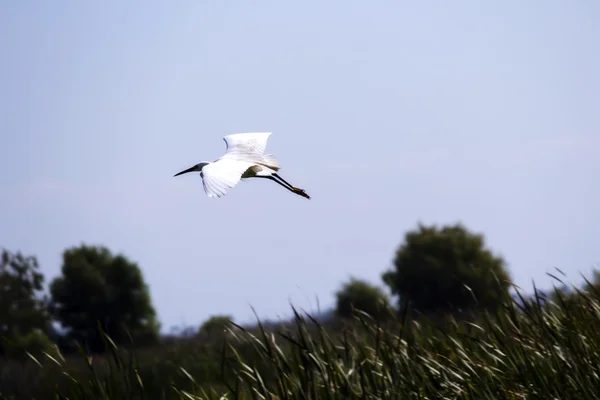 Aigrette blanche survolant les roseaux dans les zones humides — Photo