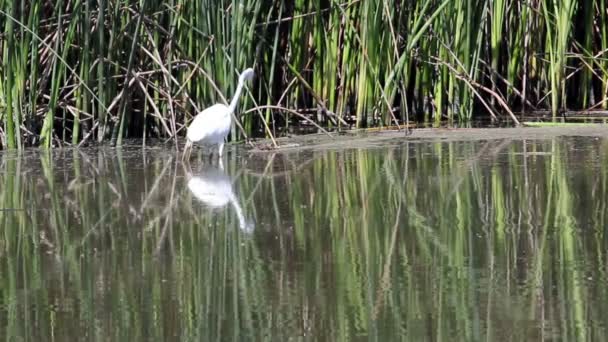 White Egret captura e comer entre juncos — Vídeo de Stock