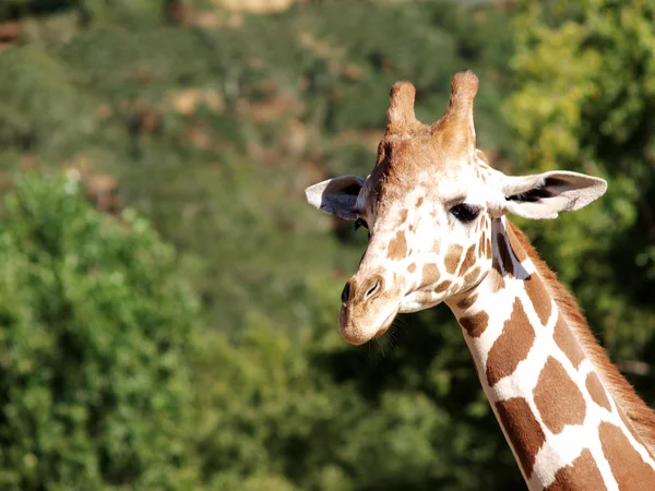 Closeup Shot Of Giraffe Head And Neck — Stock Photo, Image