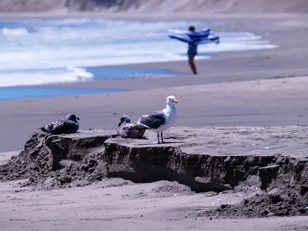 Drie meeuwen zitten en permanent op zand — Stockfoto