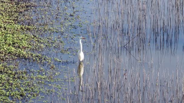 Біла чапля серед водно-болотних угідь комиші приймати польотом — стокове відео