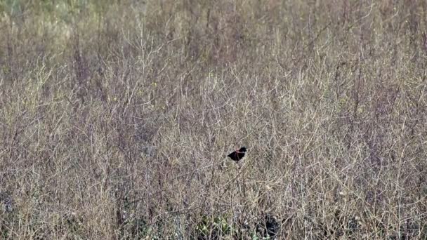 Pájaro negro alado rojo sentado en tallos de hierba seca — Vídeo de stock