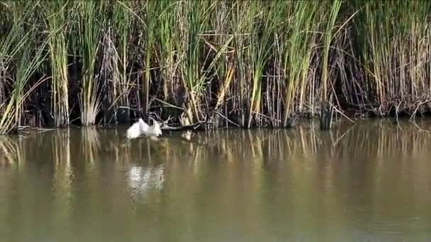 Aigrette blanche en Californie Les zones humides prennent leur envol 