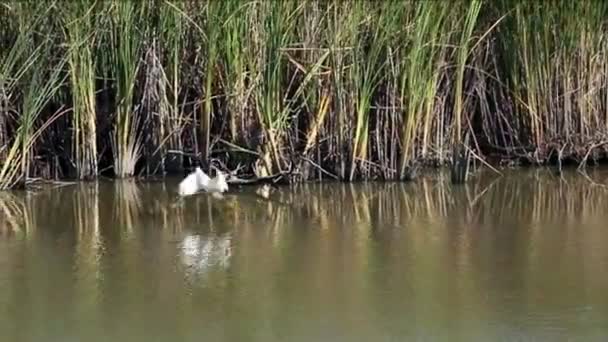 Garza blanca en los humedales de California que huyen — Vídeo de stock