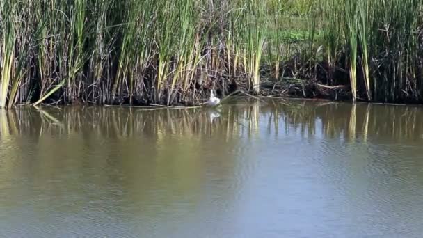 White Egret em zonas húmidas da Califórnia em voo — Vídeo de Stock