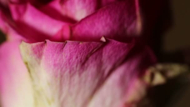 Tirant vers l'arrière à partir d'une seule rose rouge fond foncé — Video