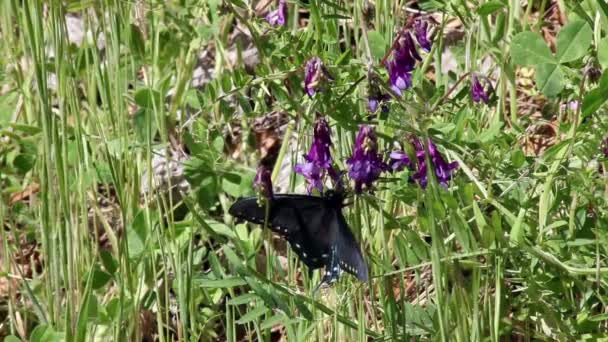 Borboleta preta pousou na flor de lúpus roxa — Vídeo de Stock