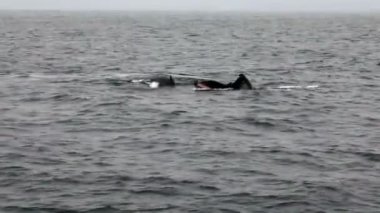 Kambur balinalar besleme ve Monterey California'da Yüzme