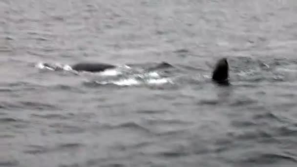 Καμπούρης φάλαινες κολύμβηση Monterey Καλιφόρνια Ειρηνικό Ωκεανό — Αρχείο Βίντεο