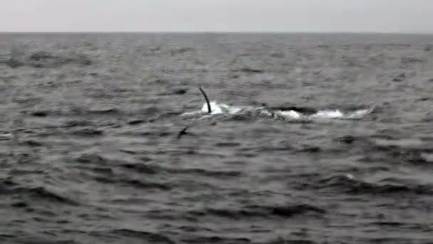 Hosszúszárnyú bálna úszni a kaliforniai Monterey-Csendes-óceán — Stock videók
