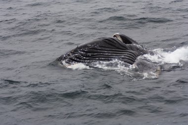 Kambur balina Monterey Körfezi Kaliforniya'da besleme