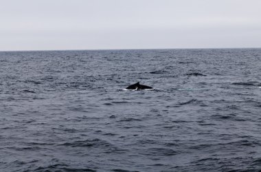 Kambur balina Yüzme Monterey Bay California