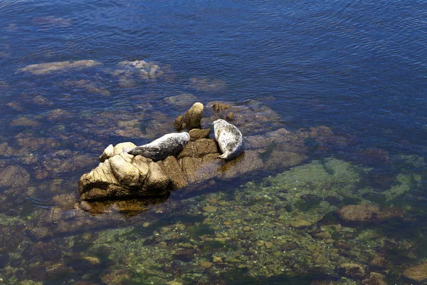 Two Pacific Harbor Seals Basking On Rocks — Stock Photo, Image