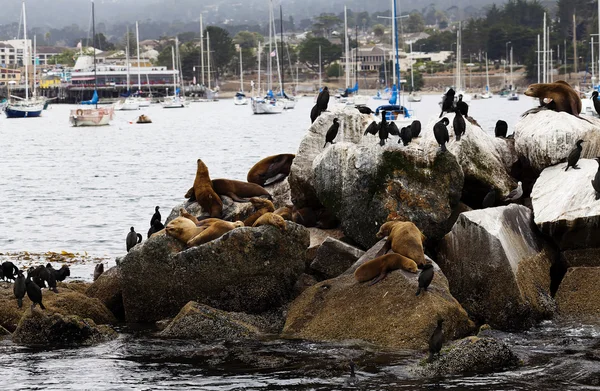 Zeeleeuwen en aalscholvers op Breakwater Monterey Bay — Stockfoto