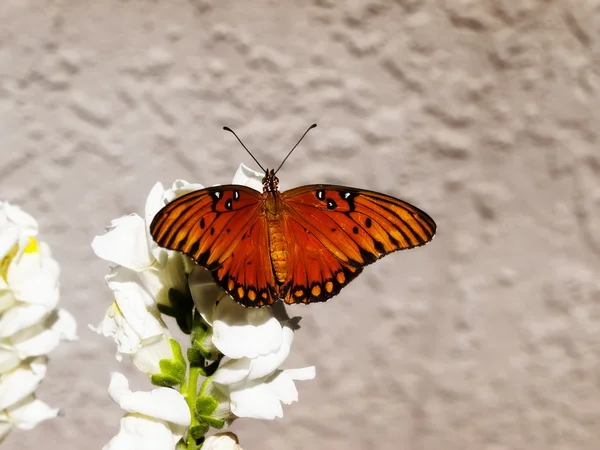 Laranja e borboleta preta com asas para fora — Fotografia de Stock