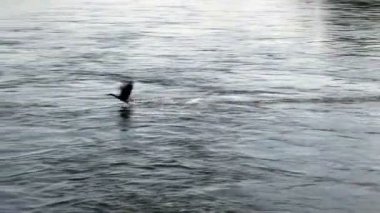 Amerikan Nehri yüzey üzerinde uçan ördek