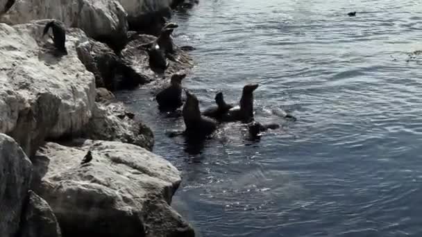 Oroszlánfókák hullámtörő Monterey California úszás — Stock videók