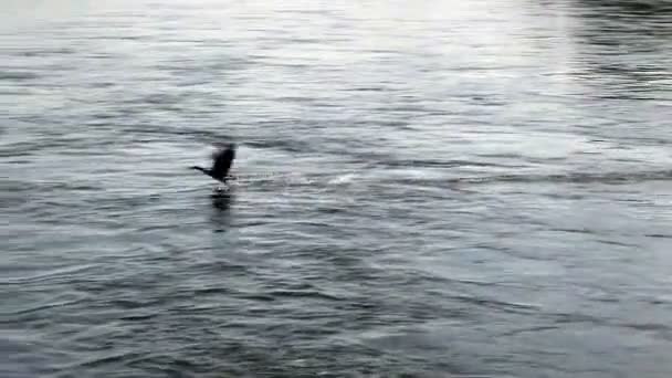 Duck Flying Over Surface Of American River — Stock Video