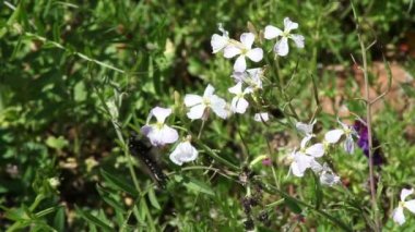 Sıkı atış siyah kelebek mor acı bakla çiçekler üzerinde