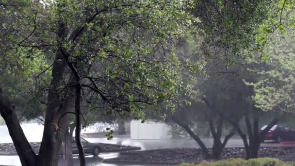 Down Pour Of Rain Through Trees Parking Lot — Stock Video