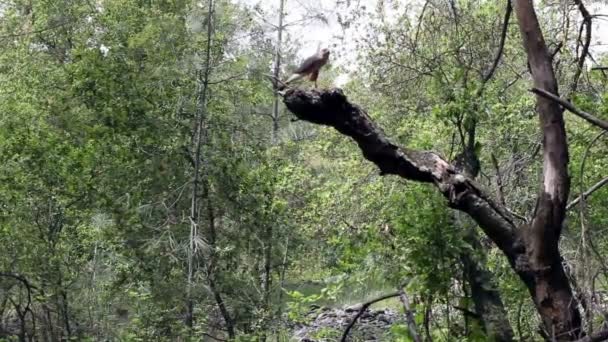 สีแดงหาง Hawk นั่งบนสาขา ต้นไม้ตาย — วีดีโอสต็อก