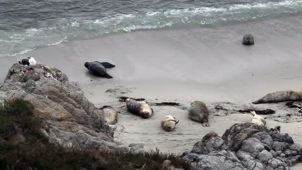 Zeehonden op strand en In Surf Monterey California — Stockvideo