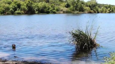 Yüzeyde dalgalanmalar ve Santa Rosa California kazlarıyla göl manzarası