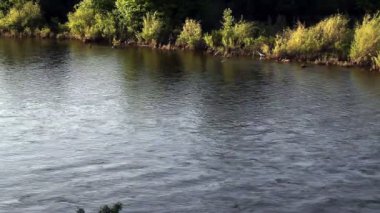 Nehir nehir banka hareket beyaz ak balıkçıl