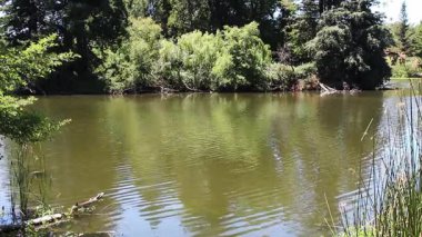 Yüzeyinde dalgalanma desenleri olan göl. Yeşil sazlıklar ve ağaçlarla Santa Rosa California.