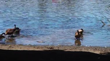 Küçük Kanada Kaz Grubu Santa Rosa Gölü 'nün kenarında yüzmeye hazırlanıyor.