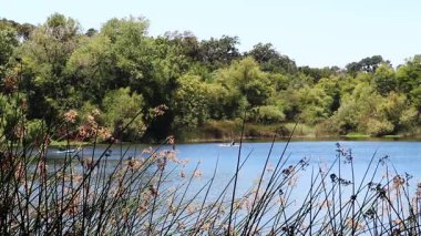 Göldeki kayak ve kürek tahtası Yeşil sazlıklar ve ağaçlarla Santa Rosa California
