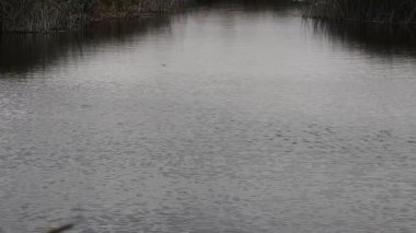 Arka planda yeşil kamışlı gölet Petaluma California tarafından dalgalanan su